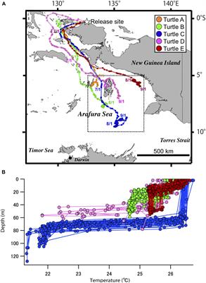 Impacts of Temperature Measurements From Sea Turtles on Seasonal Prediction Around the Arafura Sea